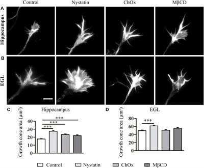 Cholesterol Depletion Regulates Axonal Growth and Enhances Central and Peripheral Nerve Regeneration